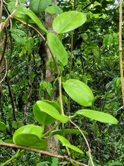 Hoya