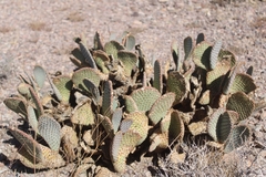 Opuntia basilaris basilaris