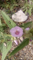 Sphaeralcea angustifolia
