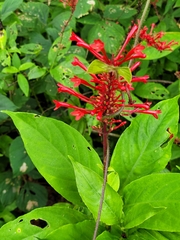 Odontonema