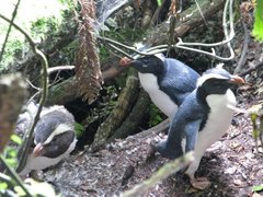 Eudyptes pachyrhynchus