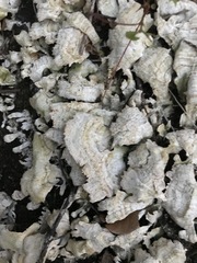 Trametes villosa