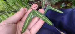 Passiflora urnifolia