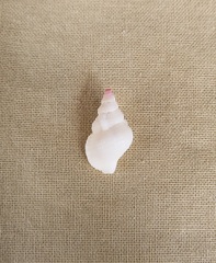 Cymatiella eburnea