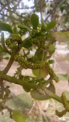 Phoradendron leucarpum