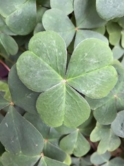 Oxalis oregana