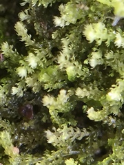 Lepidoziaceae