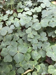 Oxalis oregana
