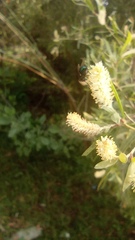 Salix exigua