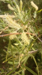 Salix exigua