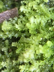 Lepidoziaceae
