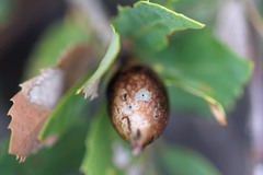 Heteroecus pacificus