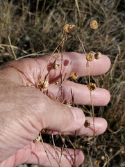 Linum lewisii