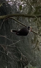 Manorina melanocephala