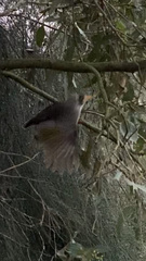 Manorina melanocephala