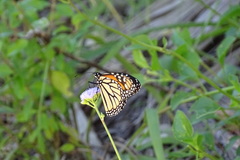 Danaus plexippus plexippus