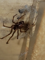 Theridiidae