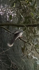 Manorina melanocephala