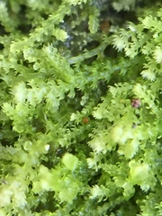 Lepidoziaceae