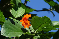 Cordia sebestena