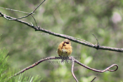 Empidonax fulvifrons