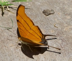 Marpesia petreus
