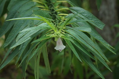 Sesamum indicum