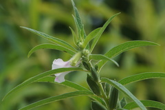 Sesamum indicum