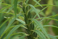 Sesamum indicum