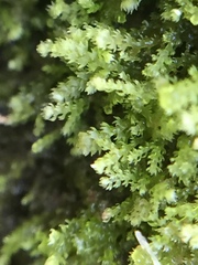 Lepidoziaceae