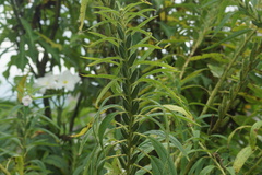 Sesamum indicum