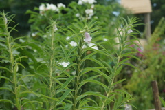 Sesamum indicum