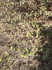 Brickellia desertorum