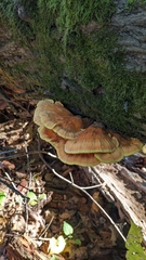 Laetiporus