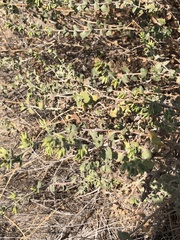 Brickellia desertorum