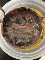 Botrylloides diegensis