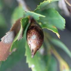 Heteroecus pacificus