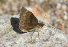 Antigonus funebris