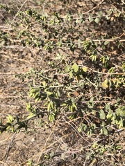 Brickellia desertorum