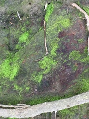 Lepidoziaceae