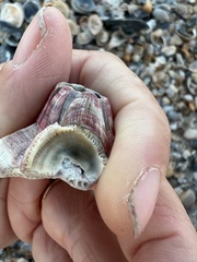Megabalanus