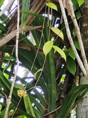 Hoya