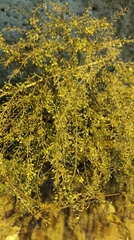 Lepidium ruderale