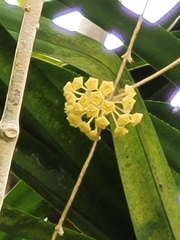 Hoya