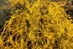 Lepidium ruderale