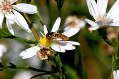 Sphaerophoria pyrrhina