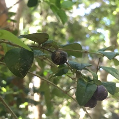 Rhaphithamnus spinosus