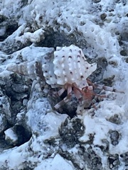 Coenobita