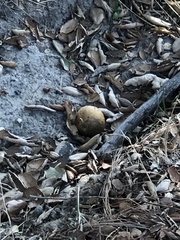 Amphibolips quercuspomiformis