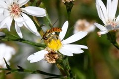 Sphaerophoria pyrrhina